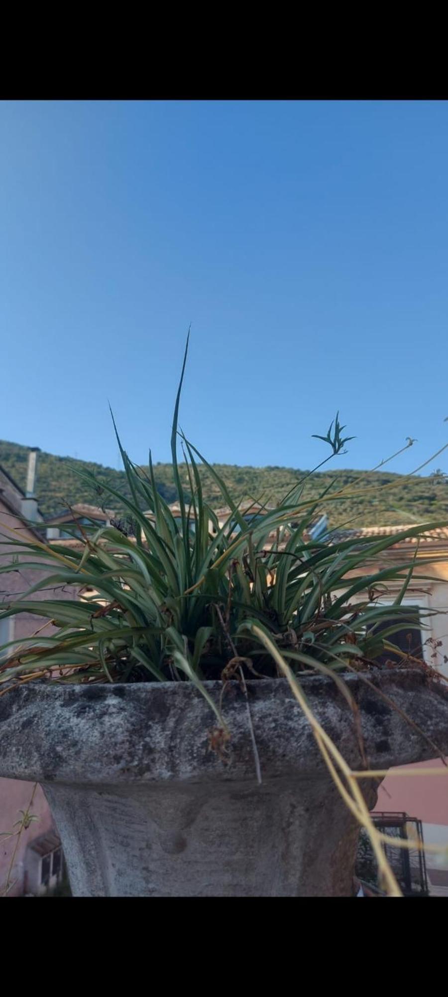 L'Angolo Rosa B&B Piedimonte d'Alife 외부 사진